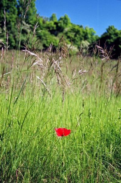 coquelicot.jpg©JMC